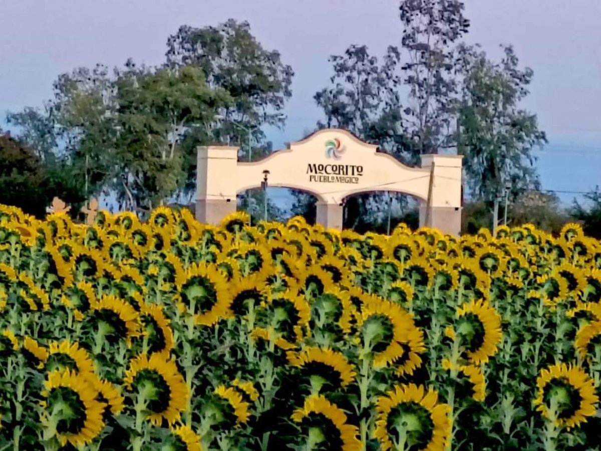 Campos de girasoles activa la economía en Mocorito; ya solo queda esta semana para disfrutar