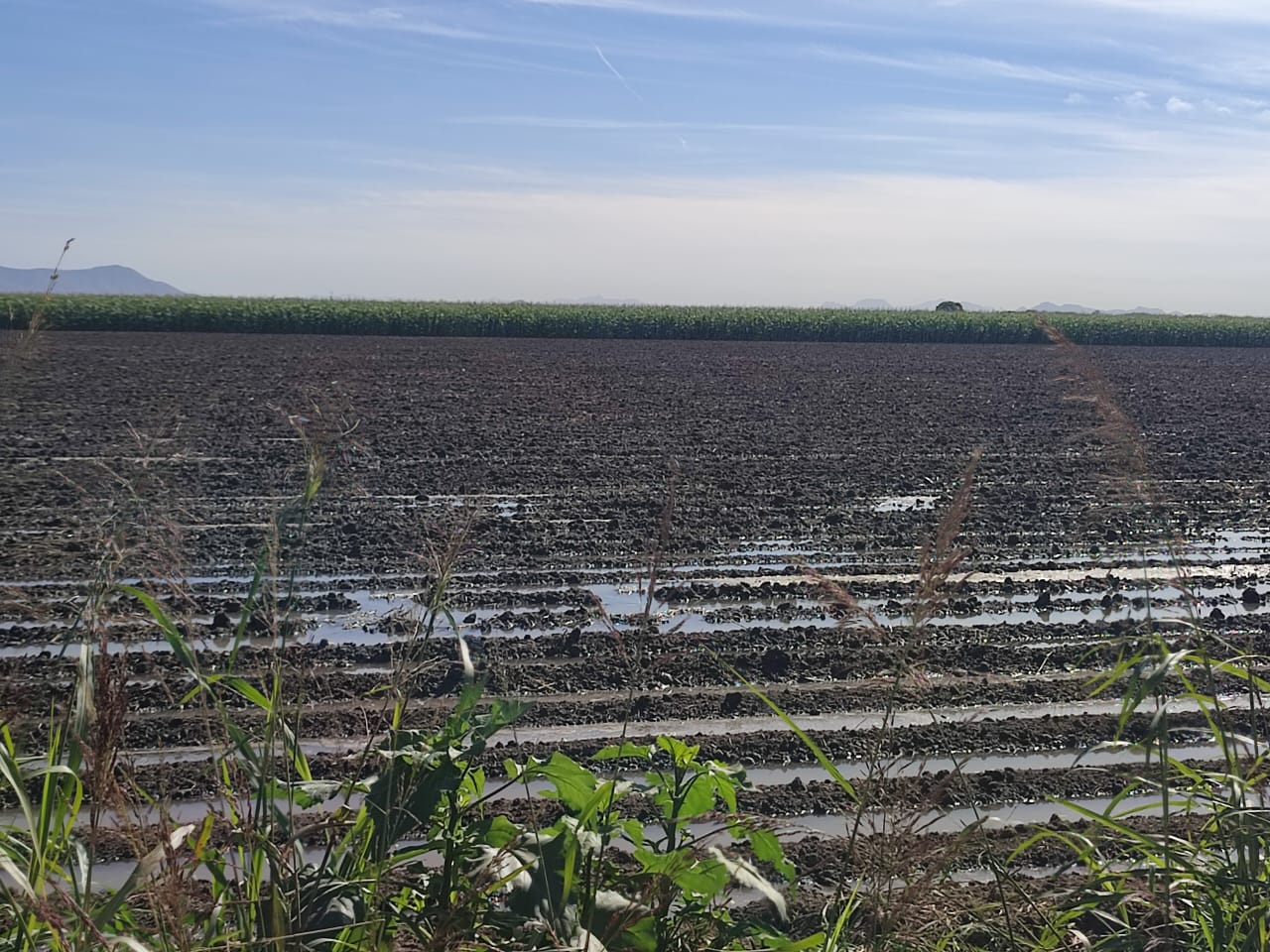 Productores de Sinaloa esperan que relevos en Conagua Pacífico Norte no afecte menos sea de improvisaciones