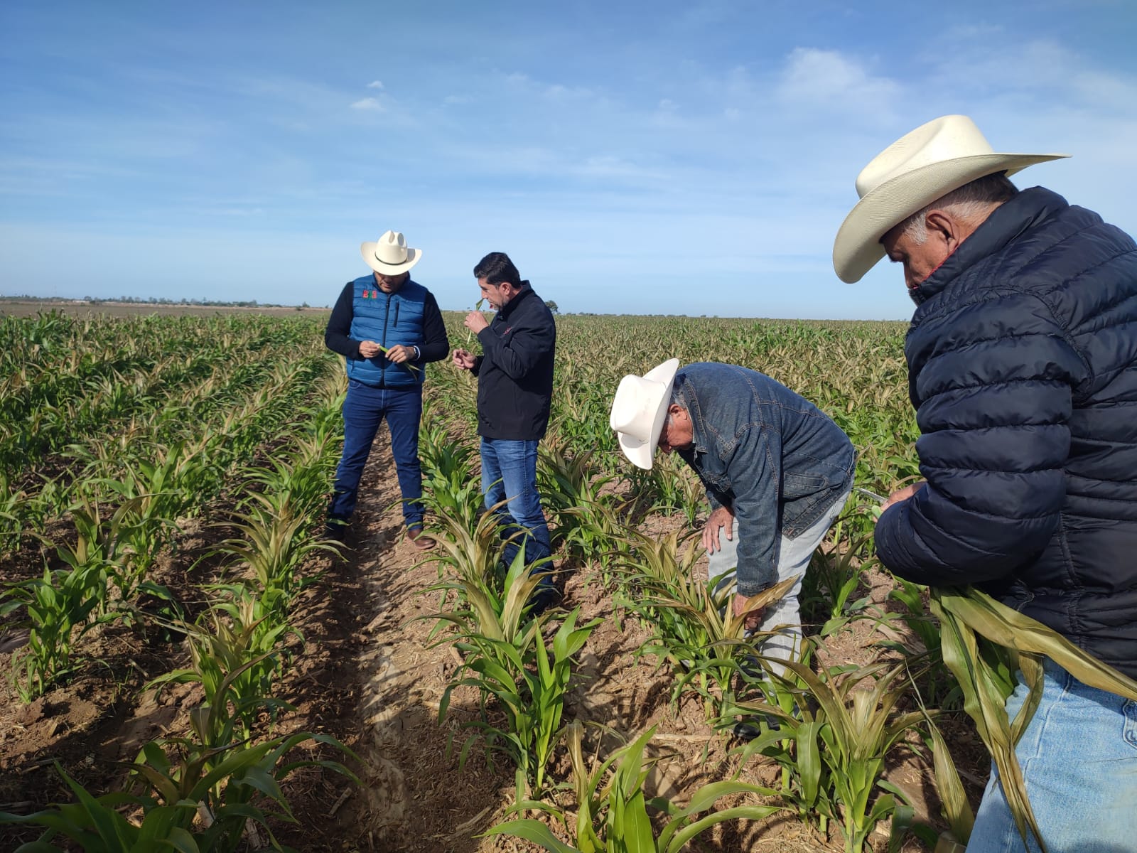 Estresa a agricultores del norte de Sinaloa pronóstico de bajas temperaturas