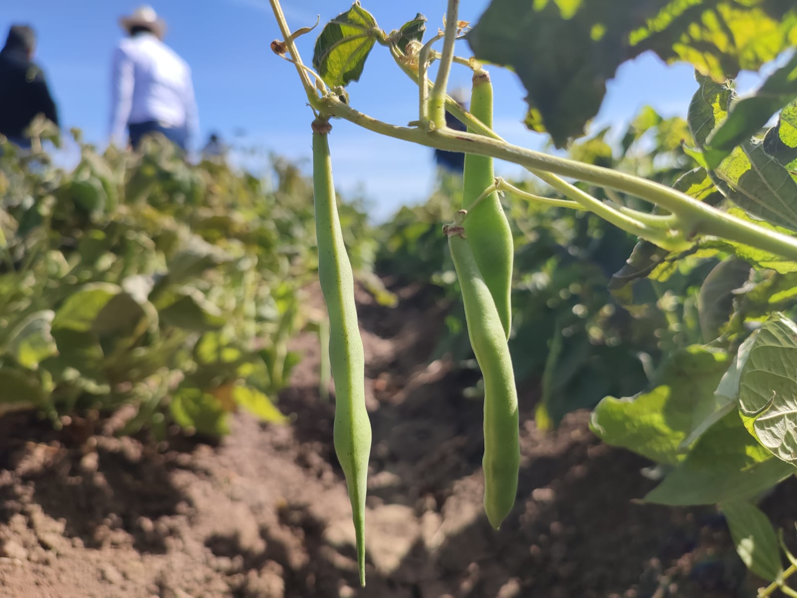 Pone a temblar descenso de las temperatura en El Carrizo; sin daños negativos: JLSV