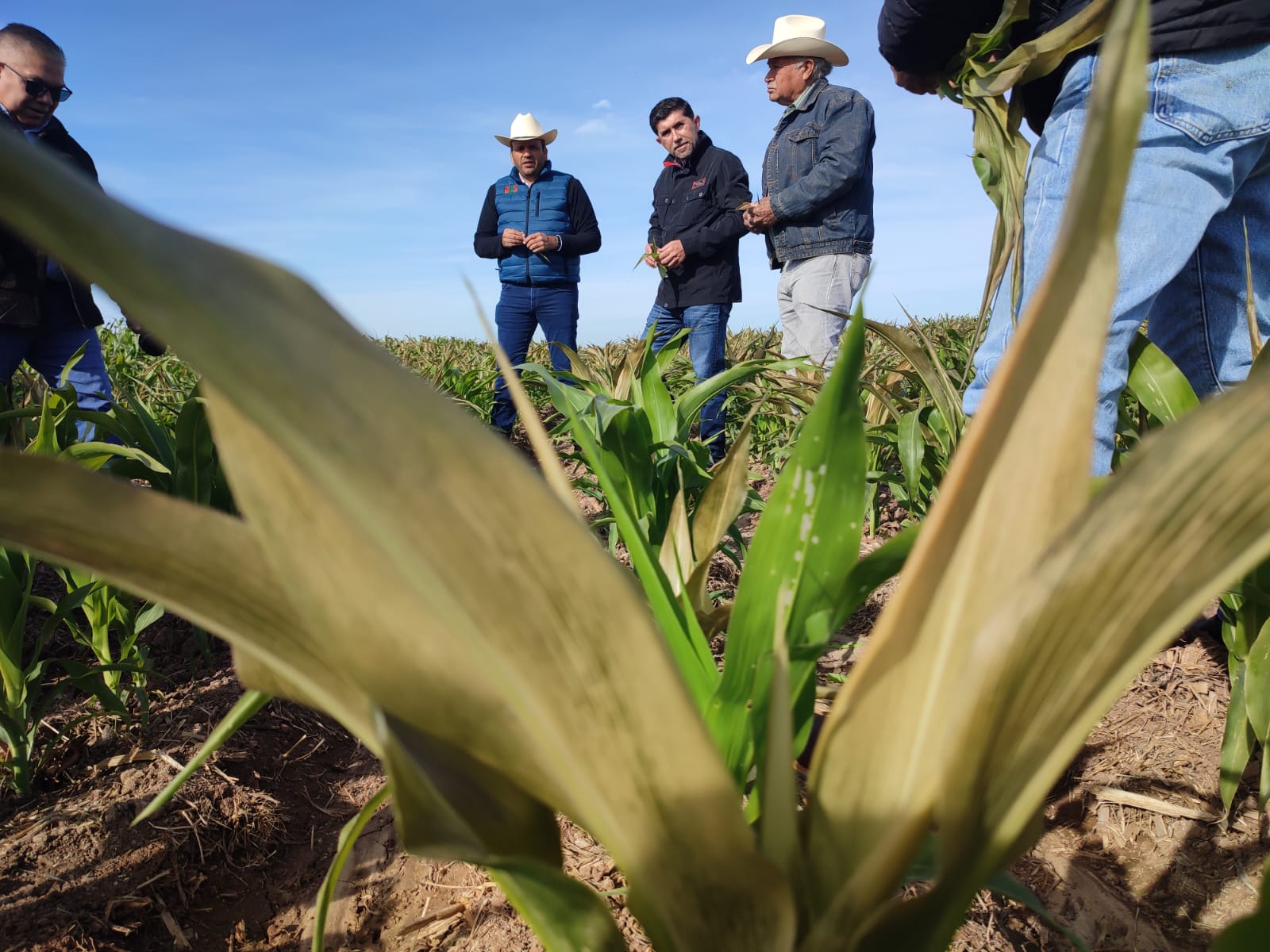 Productores de maíz ven posibilidad de obtener alza de precios