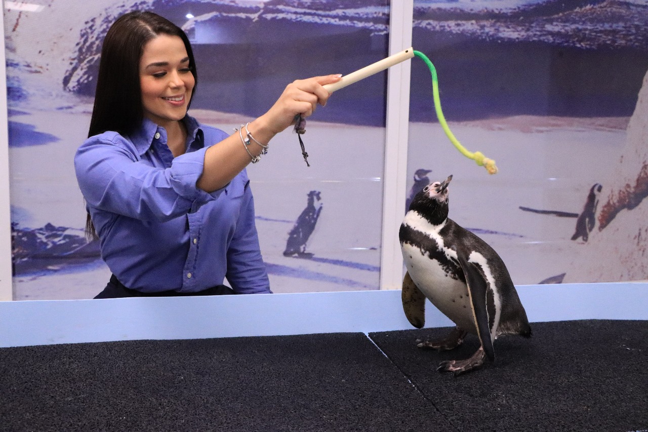 Festejan en grande el día del Pingüino en Gran Acuario de Mazatlán
