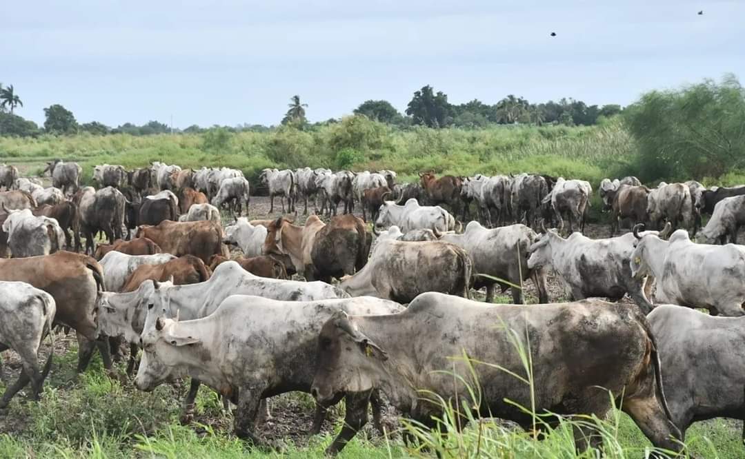 ¡No hay agua, ni alimentos! Con la llegada del calor empiezan a ‘sudar frío’ ganaderos de Ahome