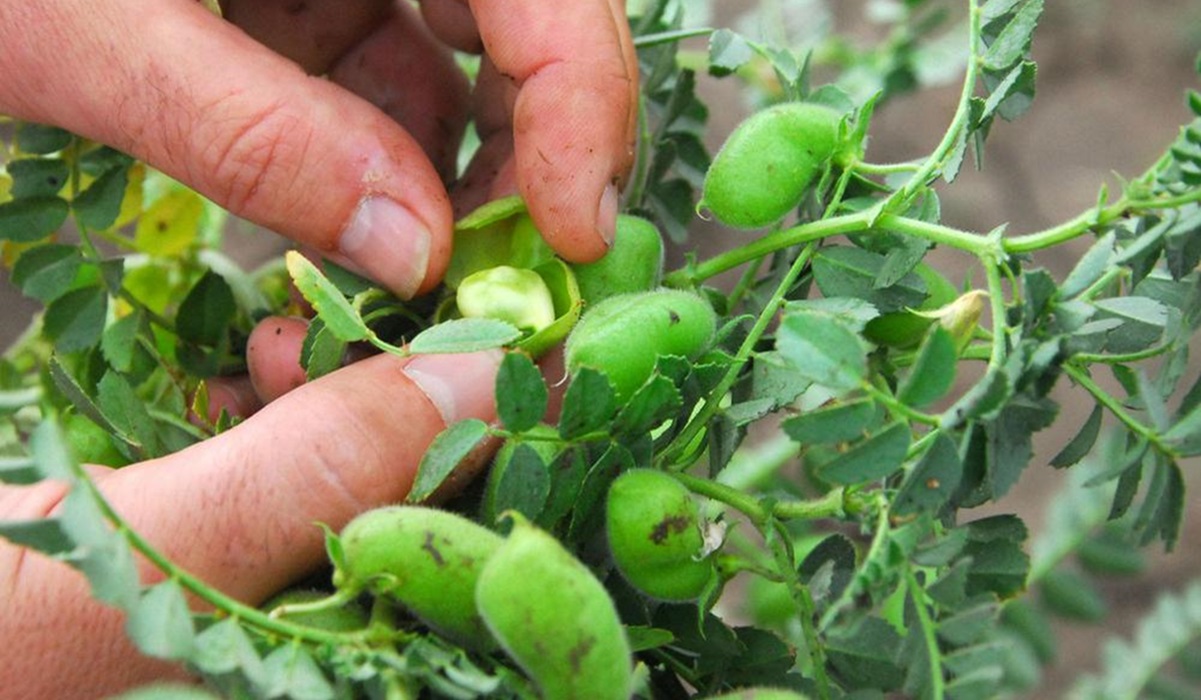 Se fortalece gestión de Sinaloa para abrir mercado de garbanzo en Argelia