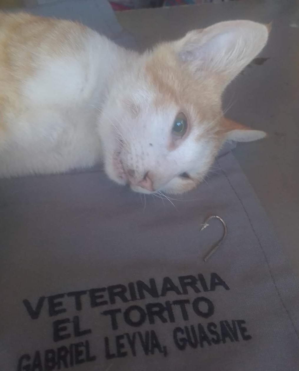 ¡Un acto de caridad! Atienden a Gato con Botas y el veterinario no cobró por su trabajo
