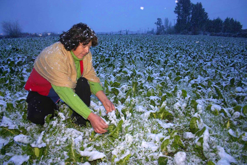 ¡Cuidado! Hay 90 por ciento de posibilidades de heladas para el martes en Sinaloa