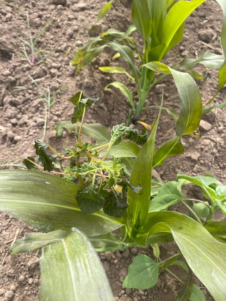 Bajas temperaturas pegan a 750 hectáreas de diversos cultivos con daños parciales en Ahome