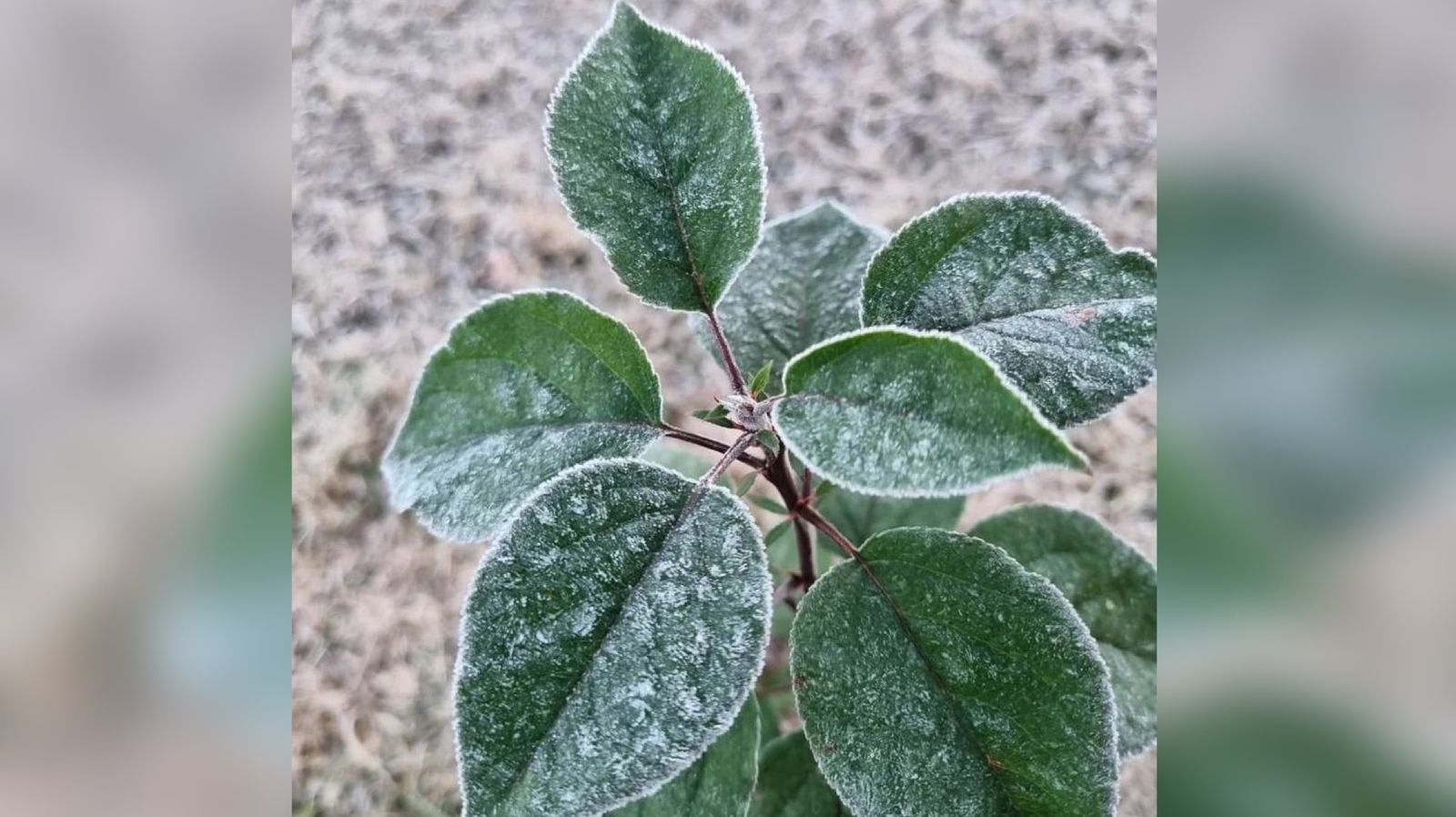 (VIDEO) ¡Sale hielo de las mangueras! Surutato registra 0 grados centígrados