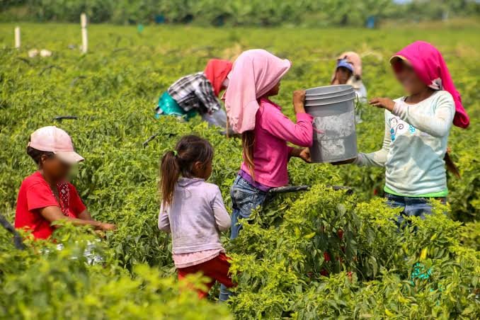 DIF Sinaloa supervisa autobuses para resguardar a menores que acompañen a sus padres al campo