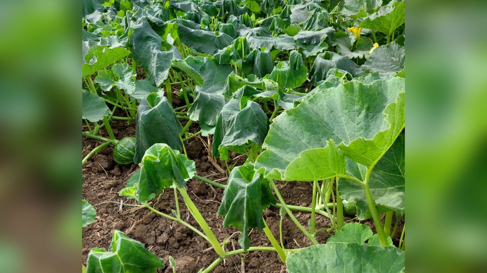 Surgen daños preliminares en El Valle de El Carrizo por el frío de este martes