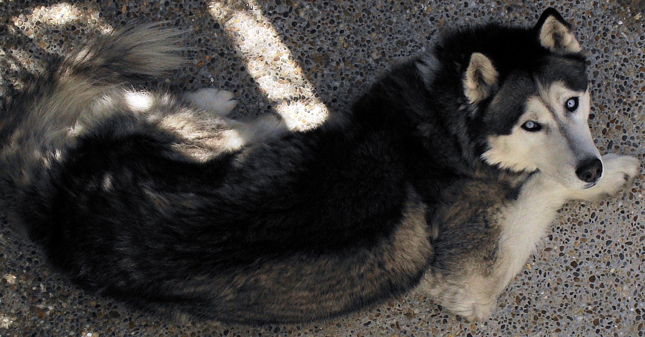 Husky, la raza de perritos más abandonada, ¿Por qué?