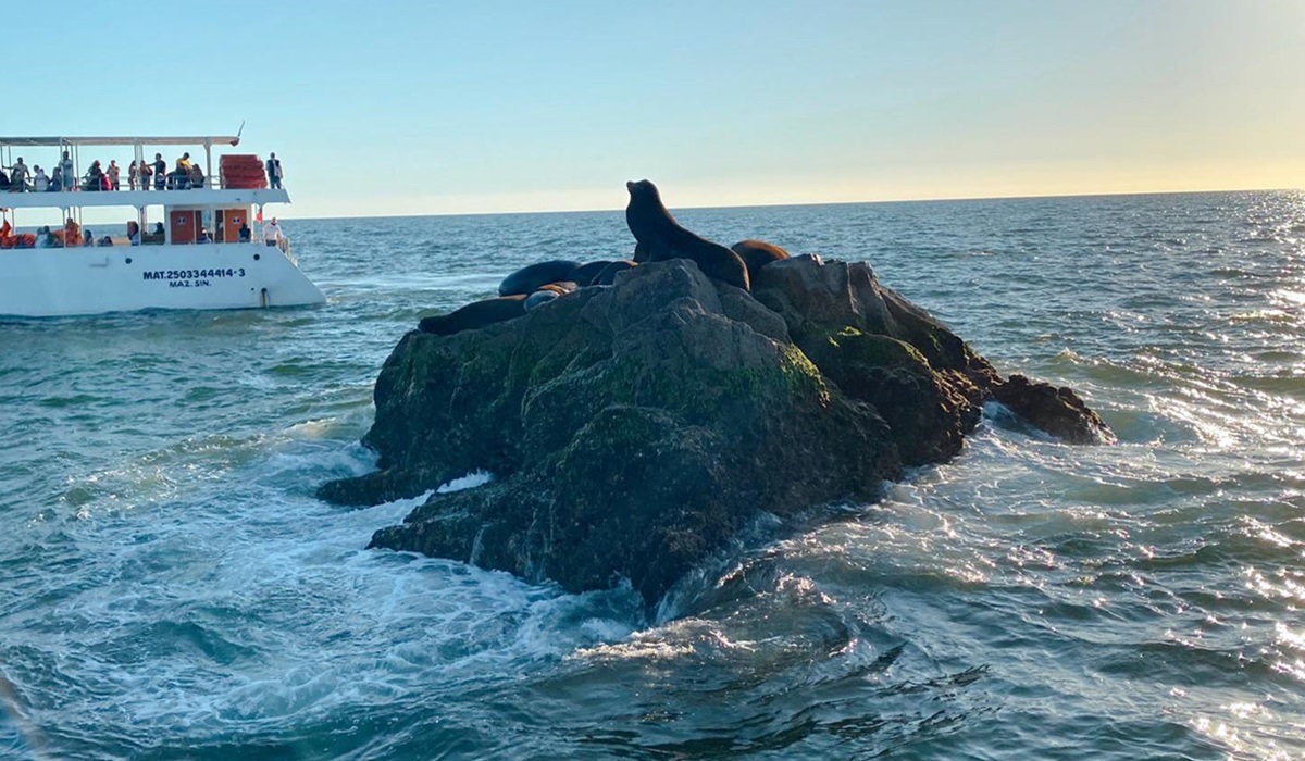 Lenta llegada de lobos marinos a costas mazatlecas