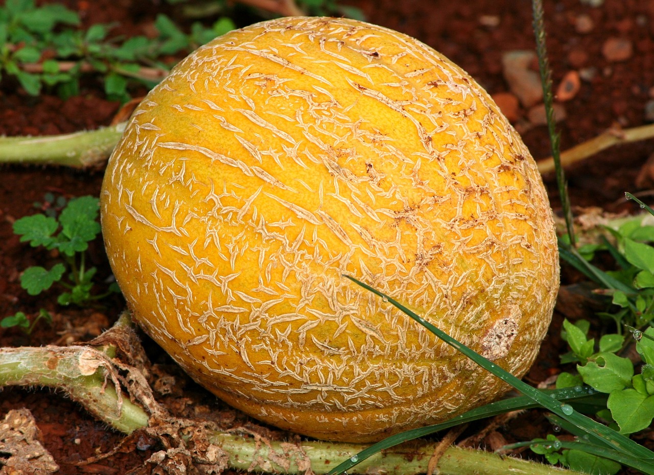 Con resultados negativos de contaminantes microbiológicos en producción de melón de Sonora