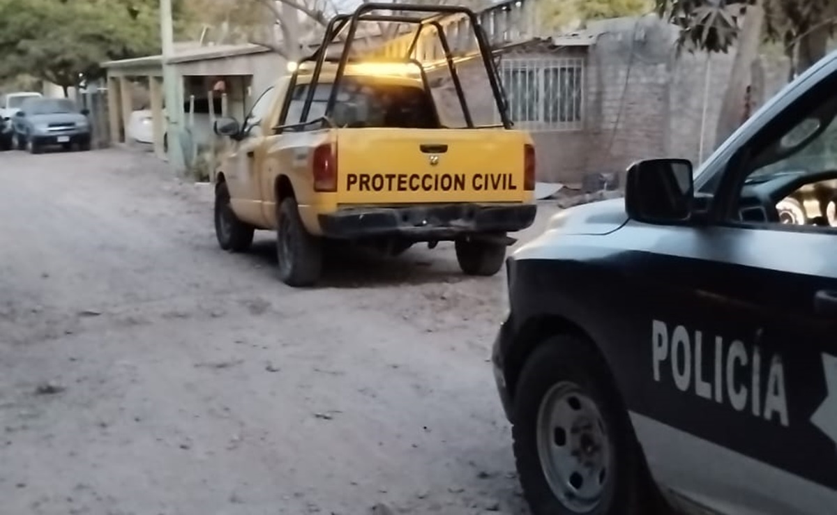 Un factor de riesgo constante: Aumentan ataques de abejas en Guasave