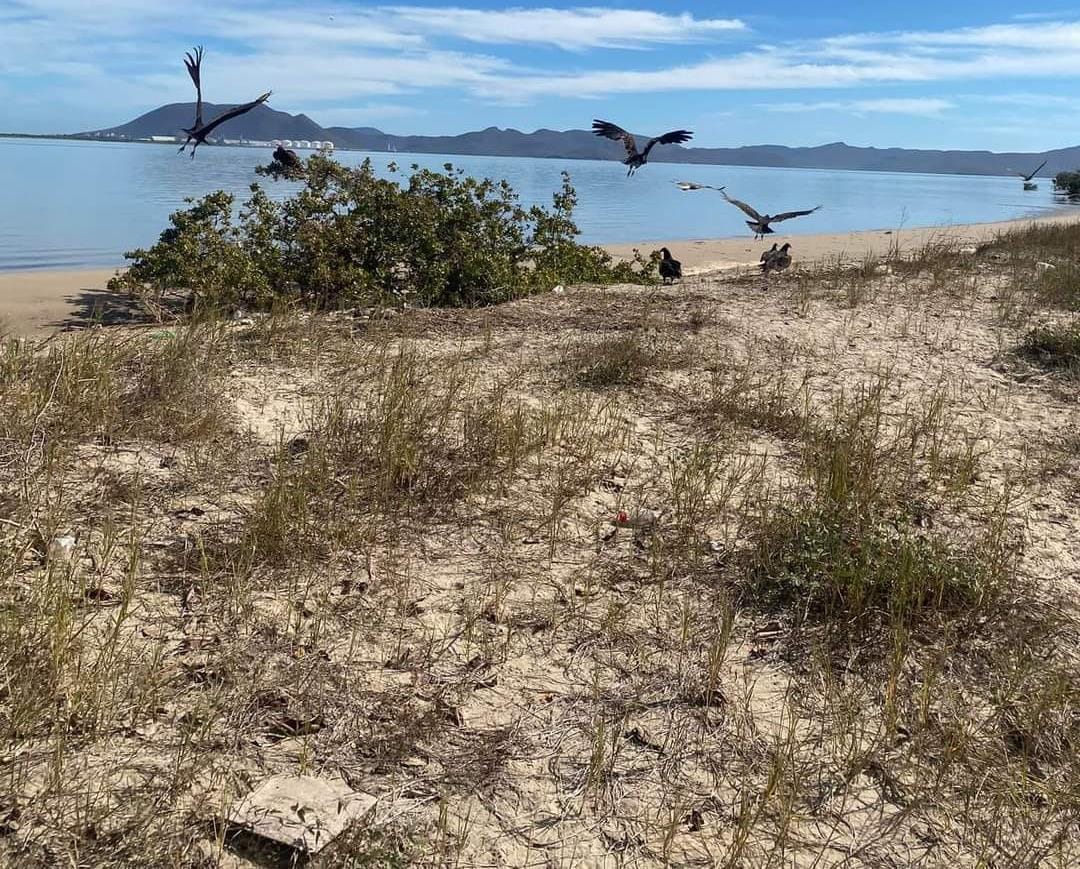 Suman doce perros muertos hallados cerca de la playa de El Maviri; van también dos gatos