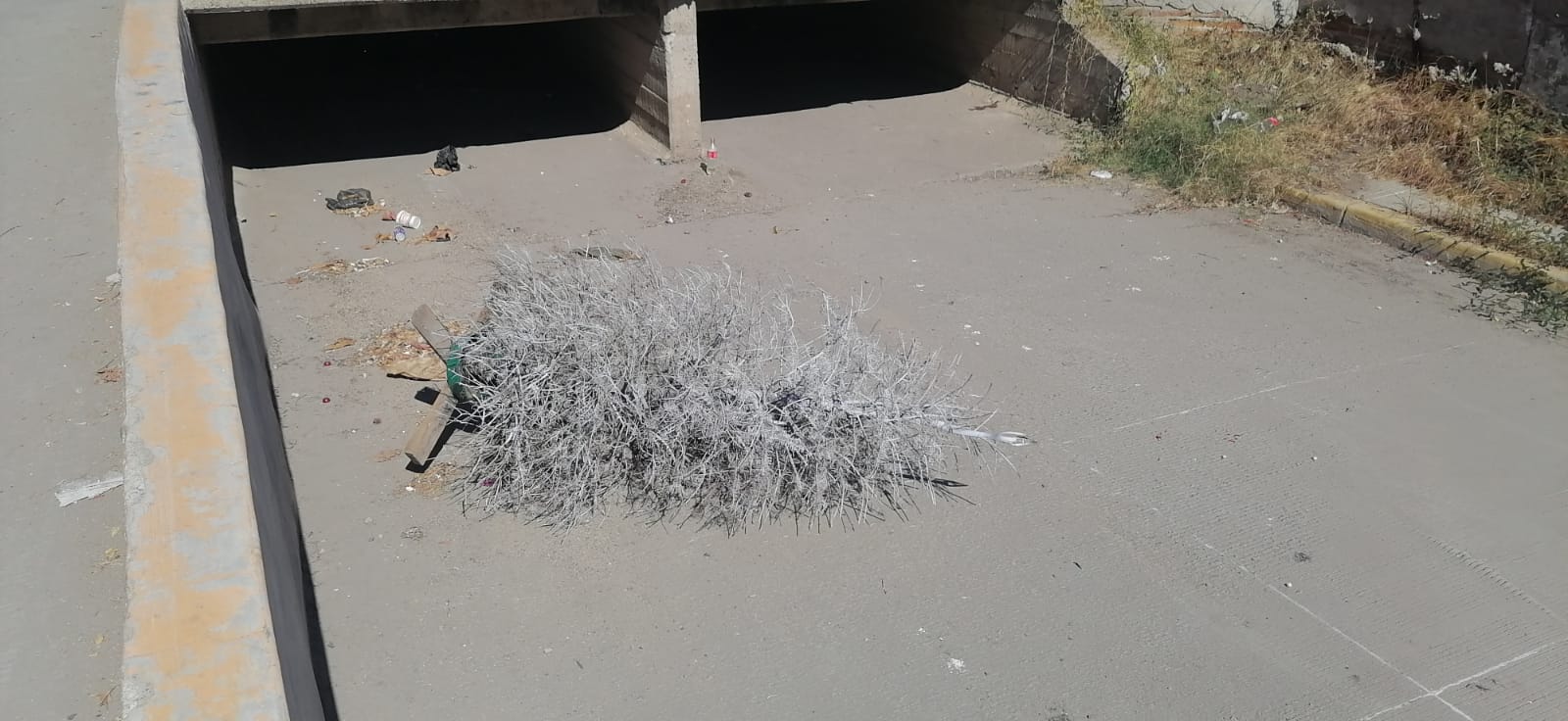 Pinos navideños se encuentran tirados en las calles y en lotes baldíos en Mazatlán