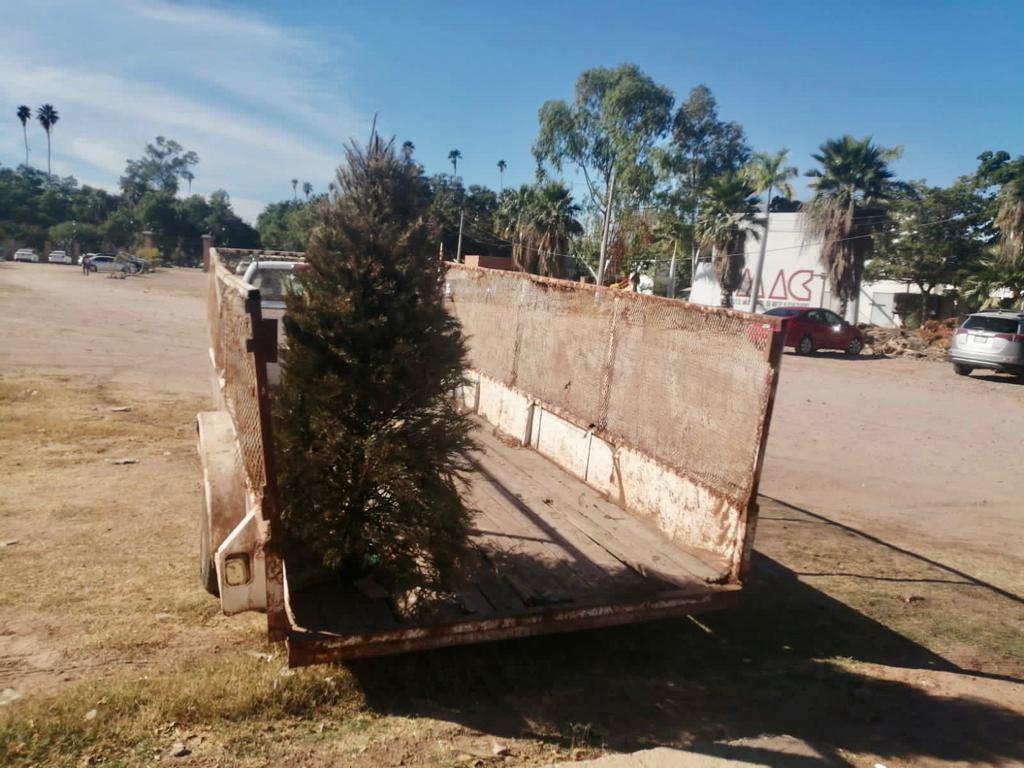 Listos los centros de acopio de pinos navideños naturales en Ahome