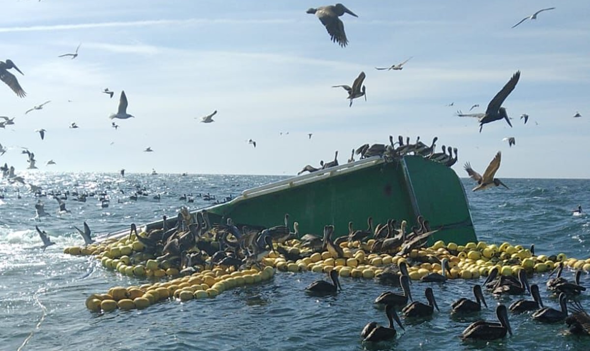 ¡Un milagro! Después de dos días hallan vivo a pescador de embarcación hundida en Las Lajitas, Ahome