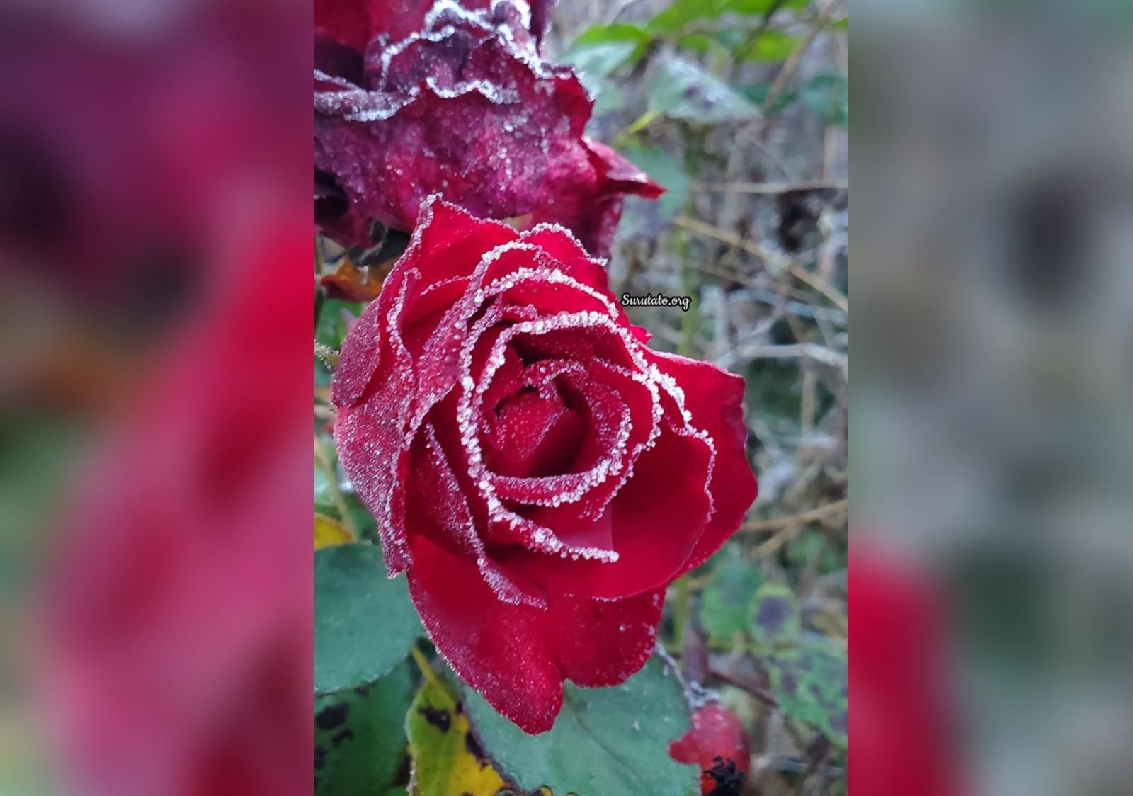 ¡Rosas congeladas! Así amanecieron estas bellezas en Surutato
