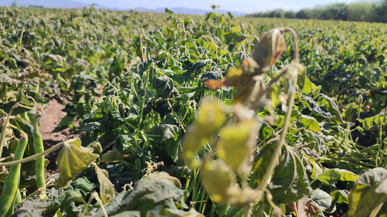 El pronóstico de una temporada fría extrema pone a ‘temblar’ a productores de Sinaloa