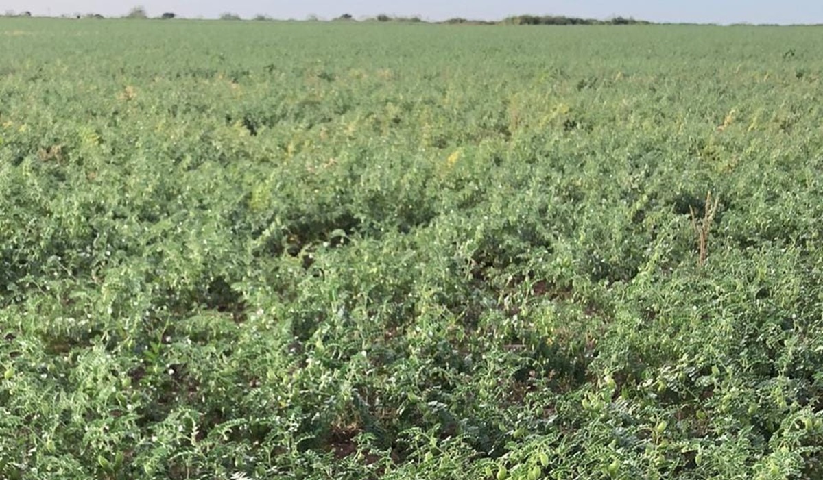 ¡No al robo hormiga! Productores de Angostura llaman a respetar cultivos de garbanzo