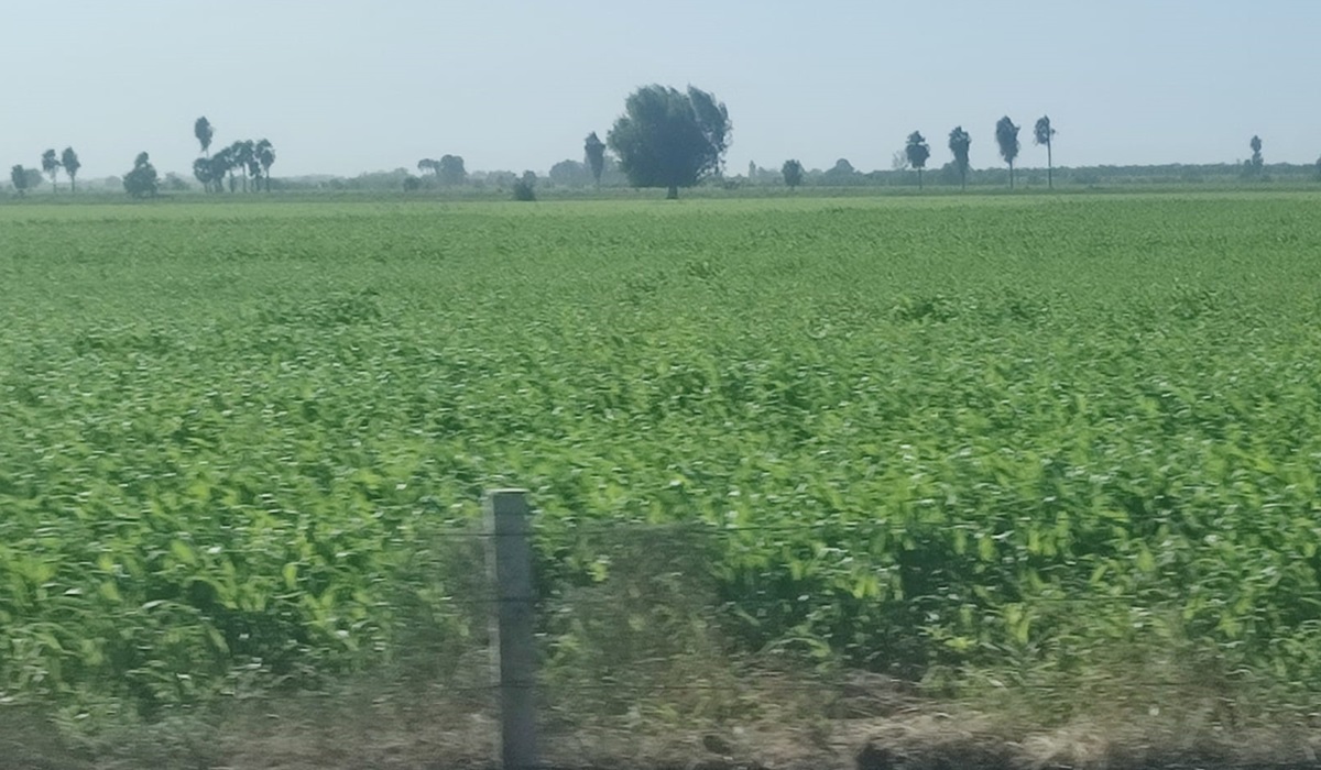 Las lluvias generan que soplen nuevos vientos de optimismo y esperanza para el campo, dicen productores
