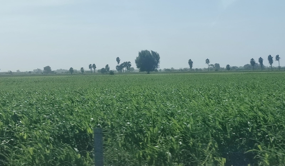 Productores de Ahome esperan que lluvias en los altos ayuden a escurrimientos en las presas