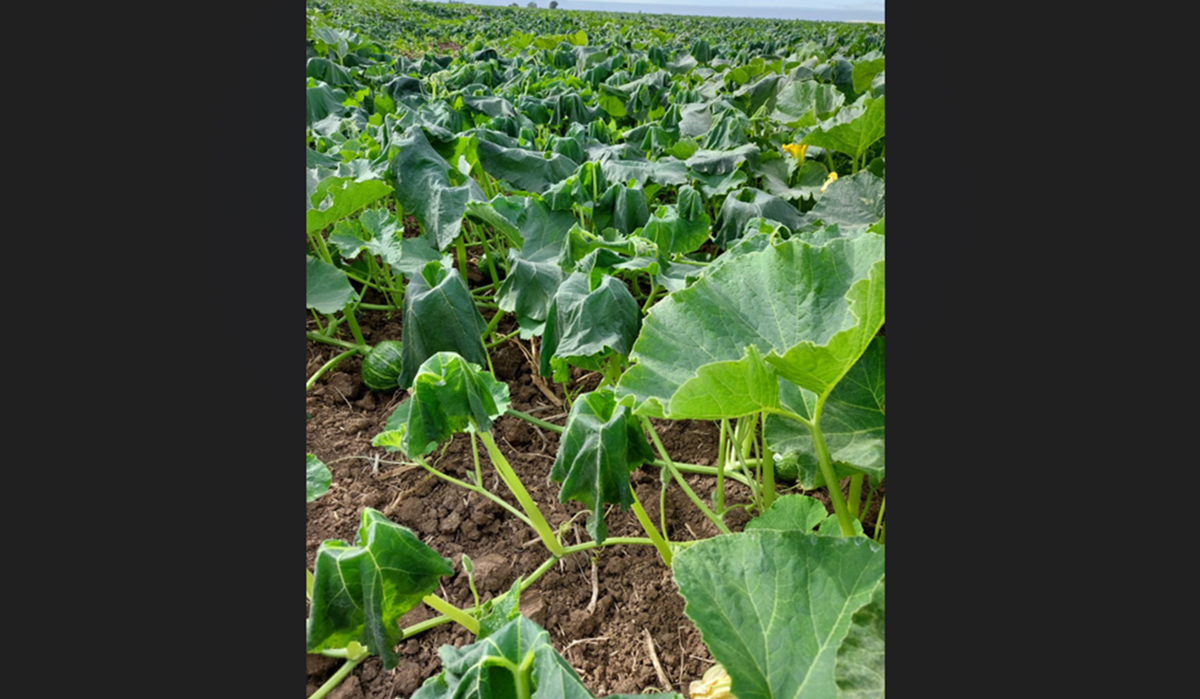 ¡Tiemblan en El Carrizo! Productores temen que caigan las temperaturas en estos días y afecte cultivos