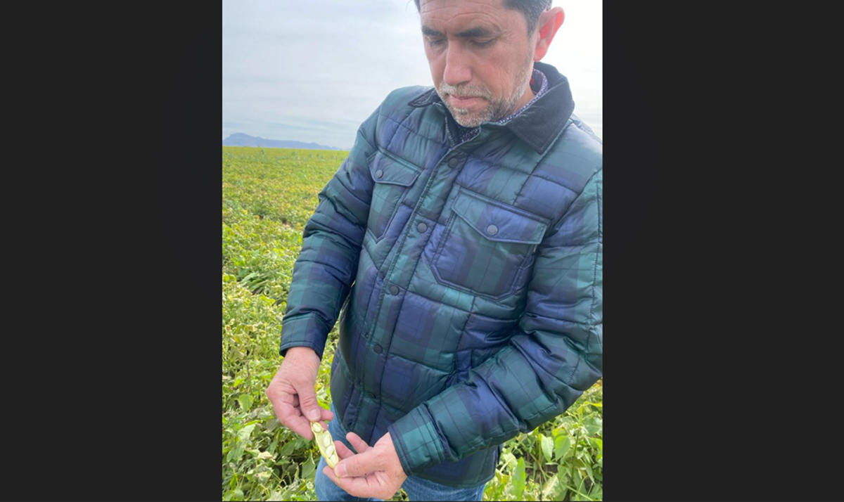 Tristes campesinos de El Carrizo, en Ahome, tras saber daños en siembras por bajas temperaturas