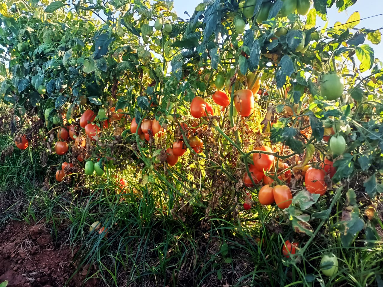 Hortalizas mantienen precios bajos, al grado que algunos productores se niegan a cortarlo y dar a los animales