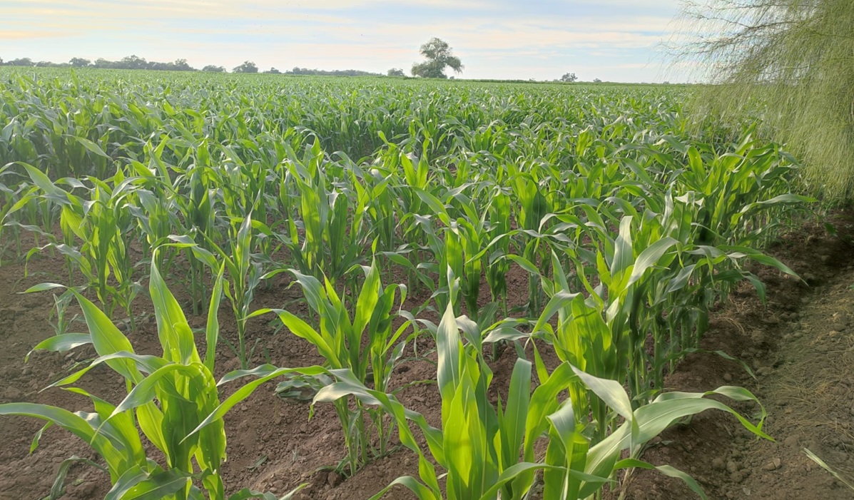 Con hasta 80% de cumplimiento, llaman a productores de Guasave, Sinaloa, a no rezagarse en el Permiso Único de Siembra