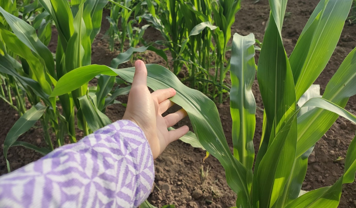 ¡Atención productores! Hay prórroga para el pago de permiso único de siembra en Guasave