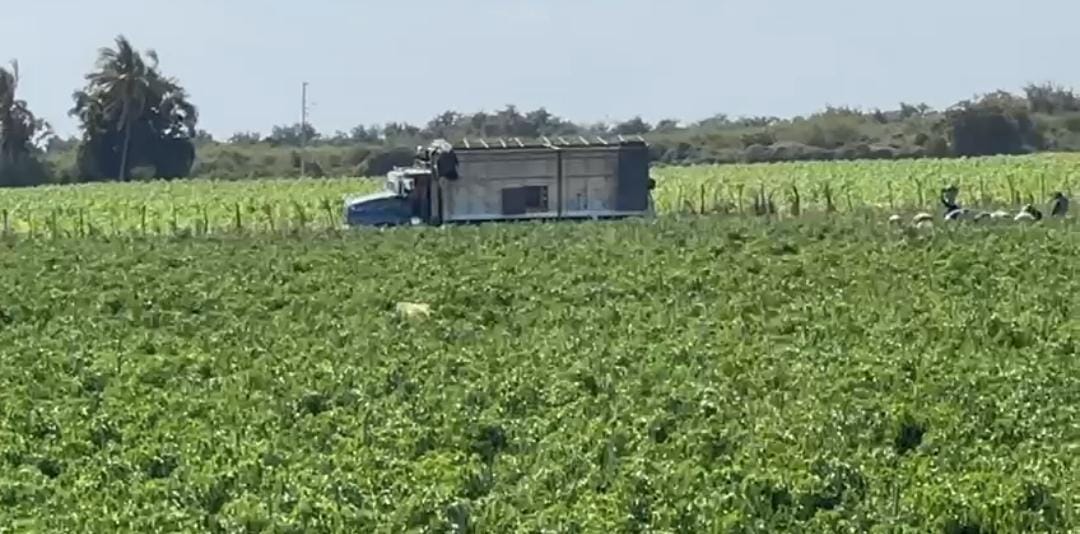 Persiste preocupación en productores de El Carrizo por apostarle a la horticultura ante falta de agua