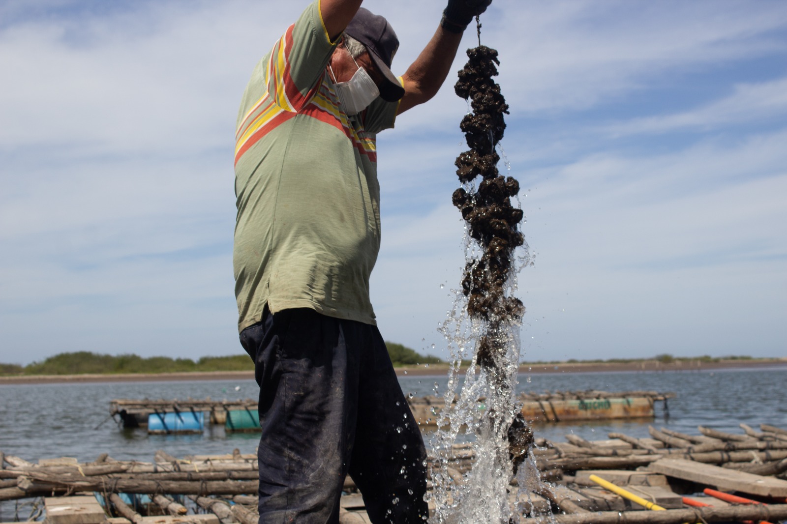 Con 863.24 toneladas de ostión, Sinaloa se posiciona en el top 5 de productores en México