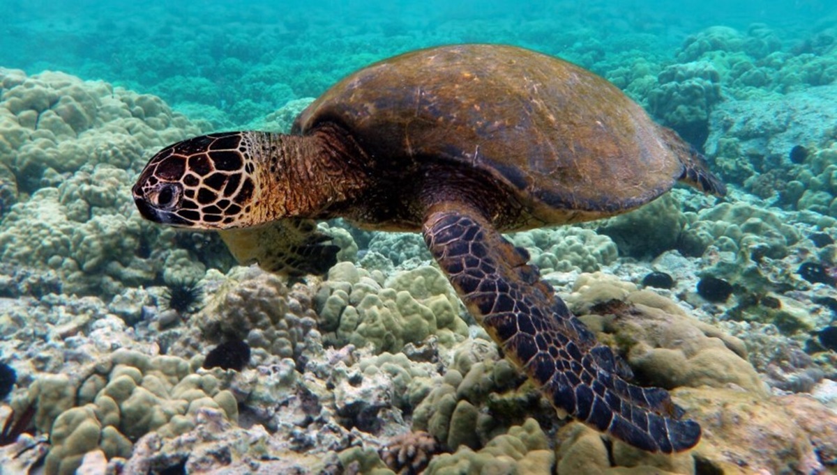 En Mazatlán tortugas marinas fallecen por comer plástico