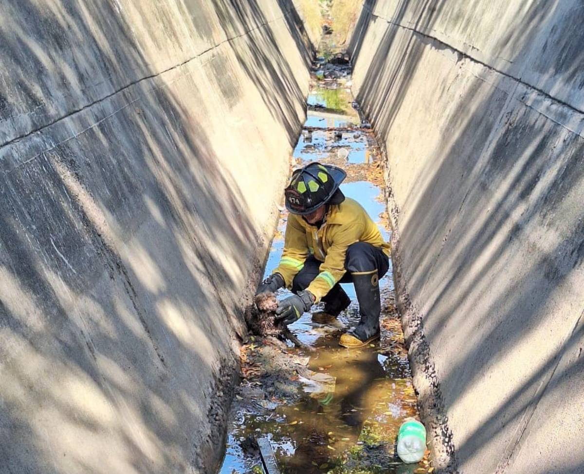 De canal de agua sucia y basura rescatan a amigo perruno; ahora buscan a su dueño en Mazatlán