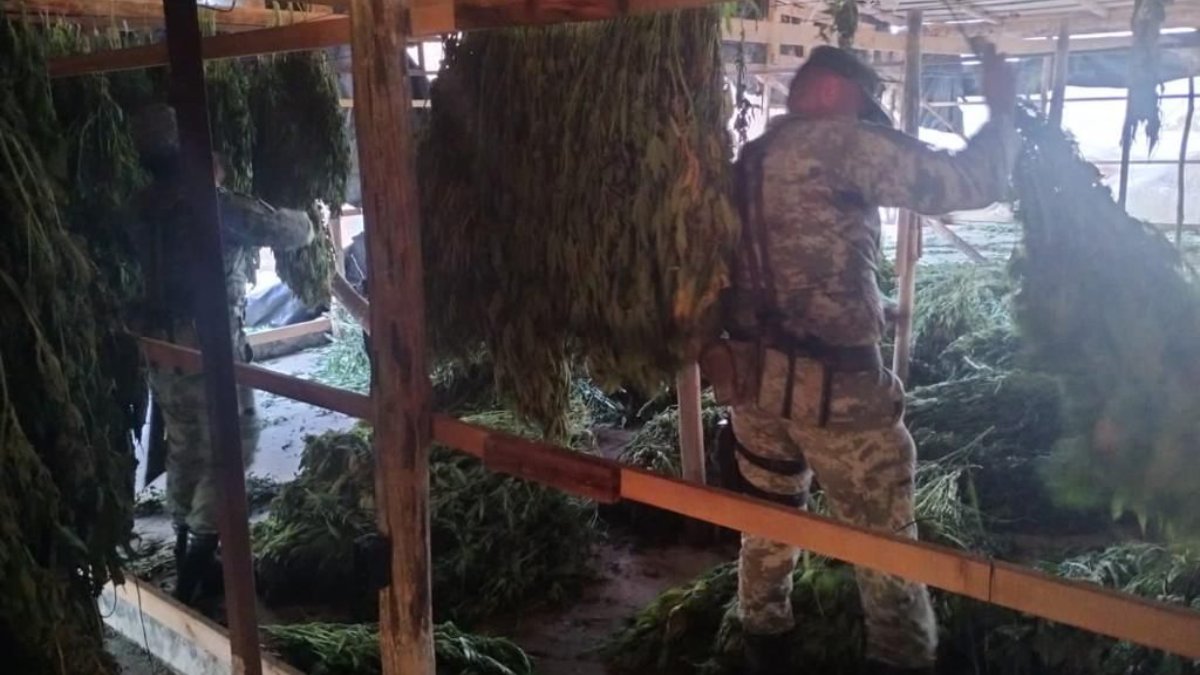 Militares localizan y destruyen dos toneladas de mariguana en El Limoncito, Elota