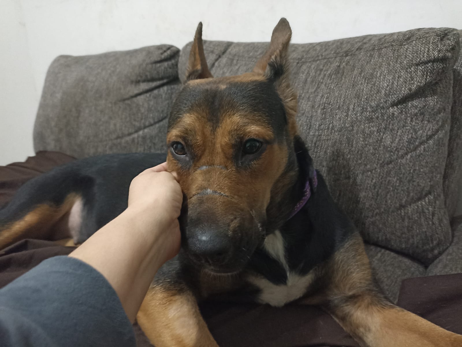 ¡A los mimados de casa! Día Mundial de Amor a las Mascotas; celebra su lealtad y amor incondicional
