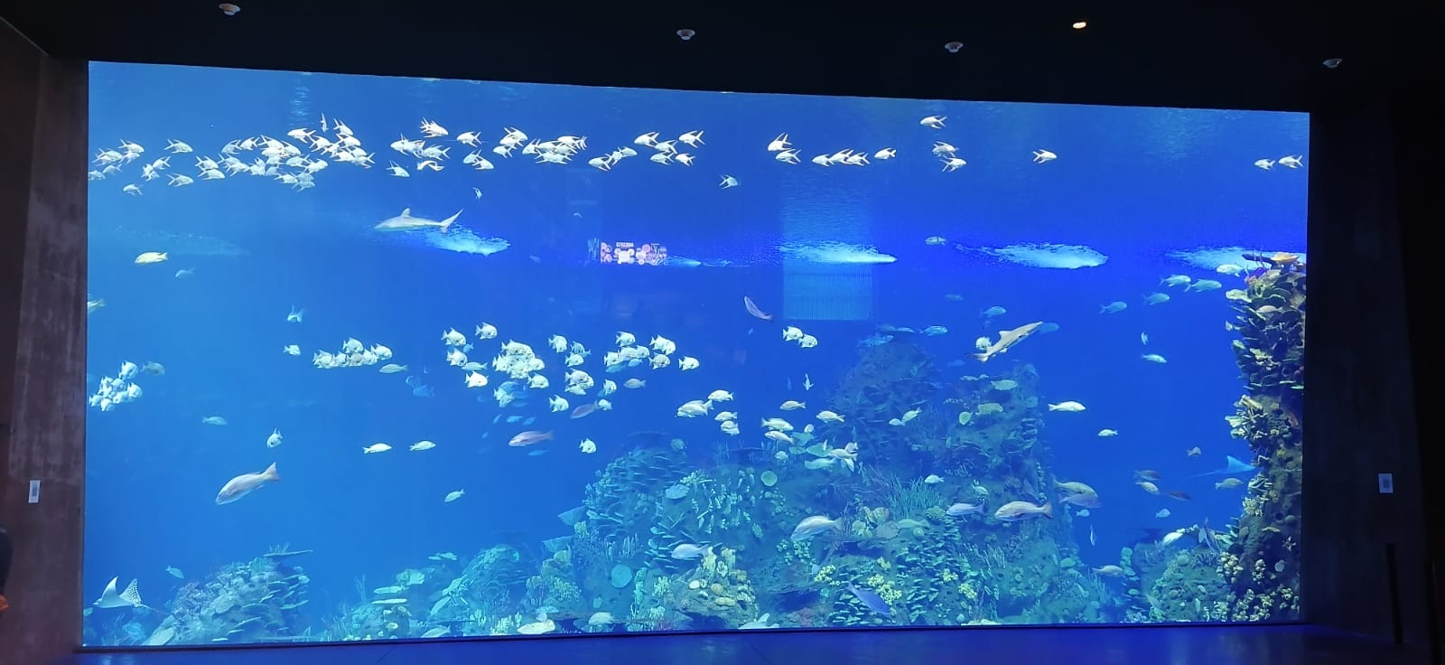 Contratan más personal en el Acuario para fechas del Carnaval de Mazatlán