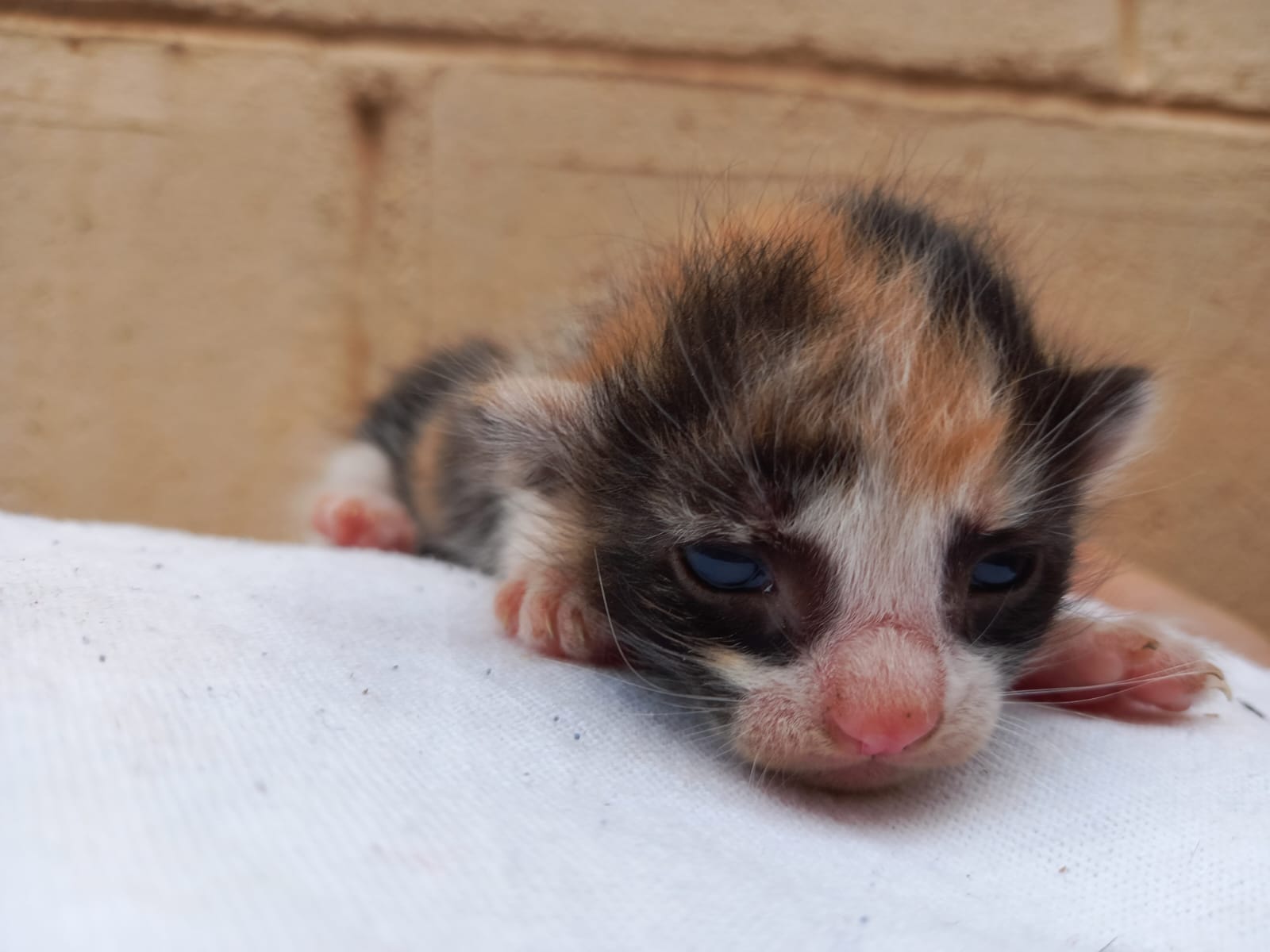 Día Internacional del Gato | ¿Por qué los mininos son los animales más celebrados en el año?