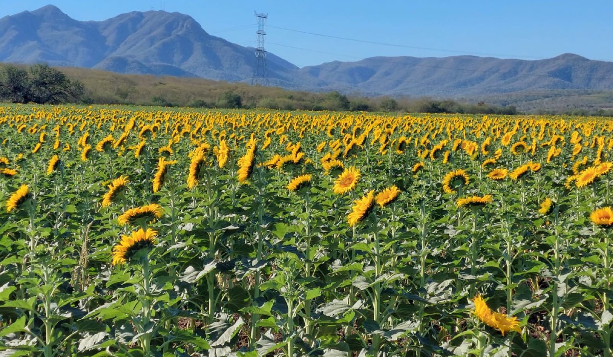 ¡Atención! Aún queda un espacio florecido de Girasoles en Mocorito, si asistes, apoyas a Bomberos