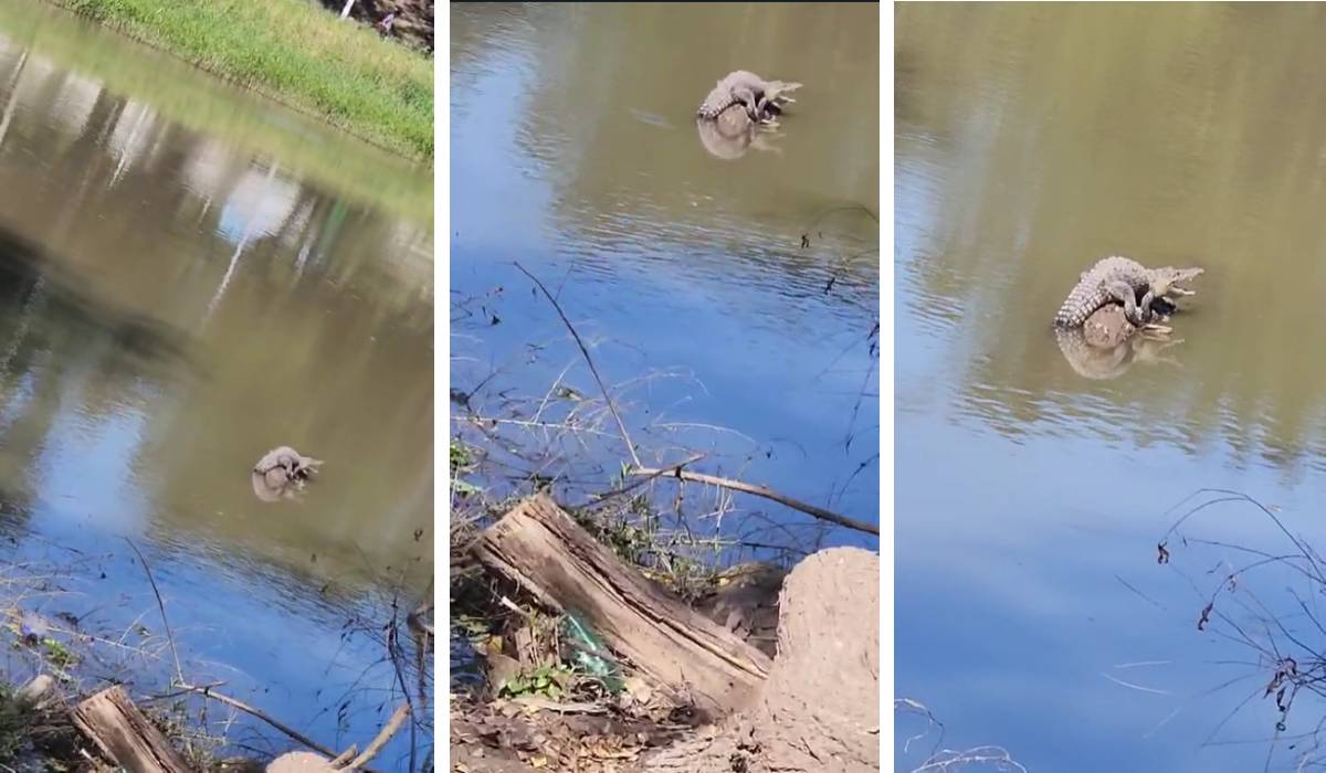 (VIDEO) Avistan cocodrilo en el Parque Las Riberas; lo están buscando para reubicarlo, dice Gámez Mendívil