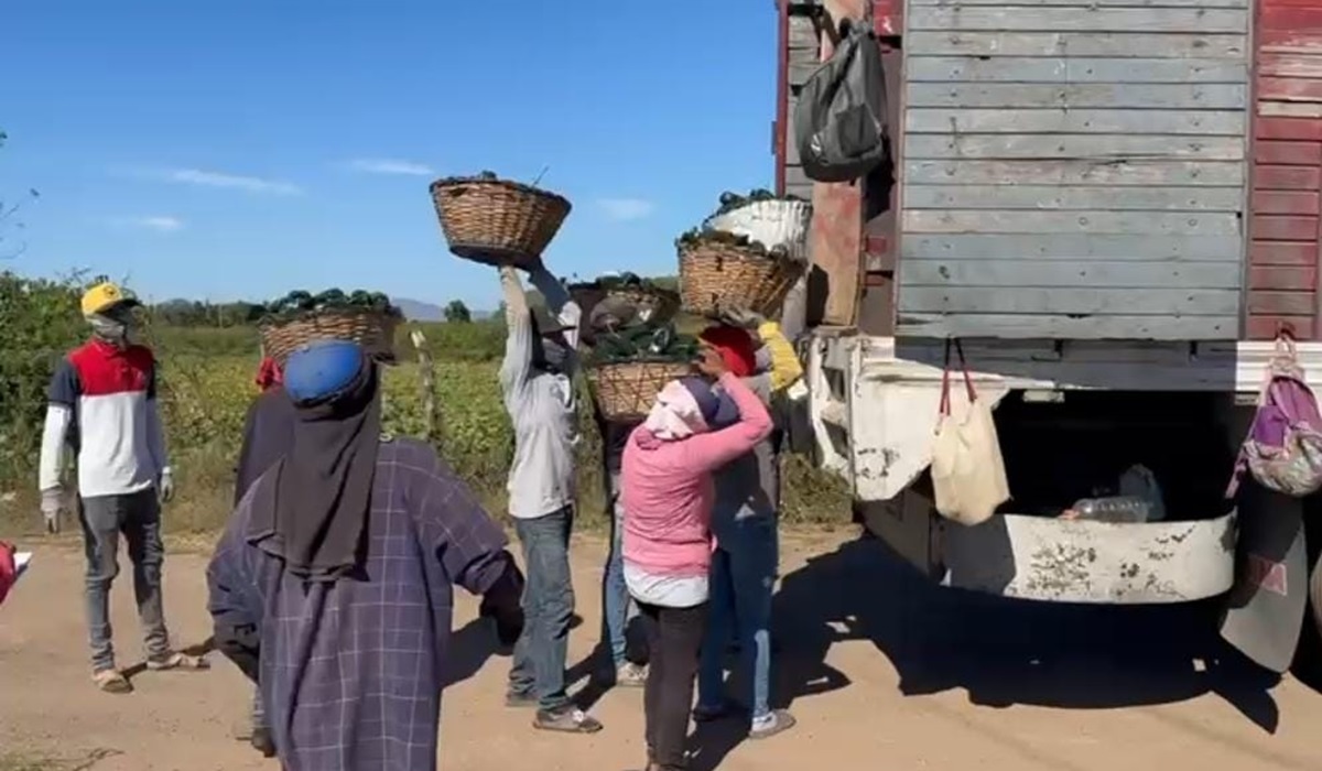 Se desploman precios del tomate y chile en el sur de Sinaloa