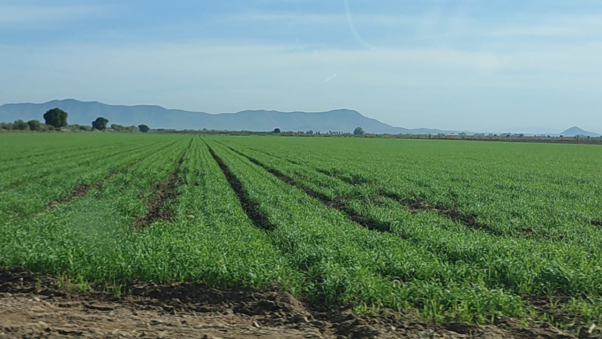 Horticultores de El Carrizo tienen desarrollo normal de sus plantas, pero con incertidumbre rumbo a precios