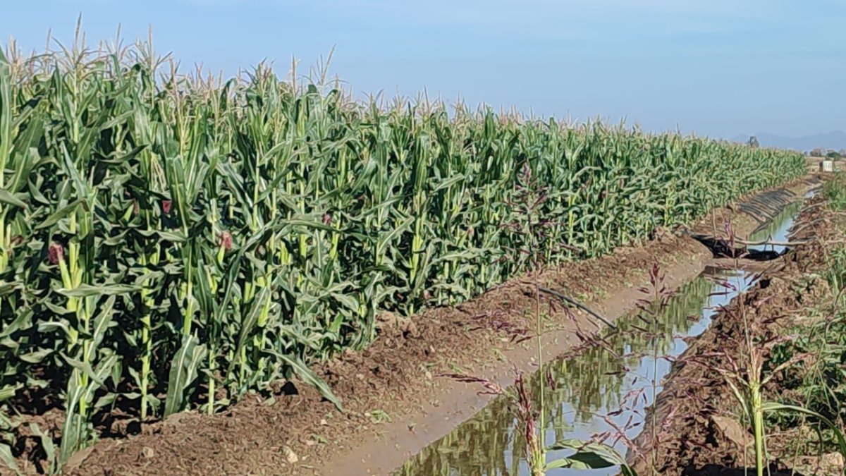 Sin daños aun los cultivos en El Carrizo a consecuencia del ‘bajón’ en las temperaturas de este lunes