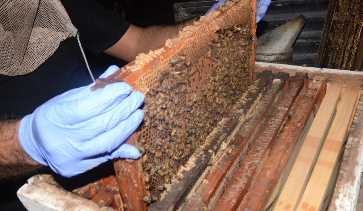 Lo detienen con más de un millón de pastillas de fentanilo en cajas con panales de abejas, en Sinaloa