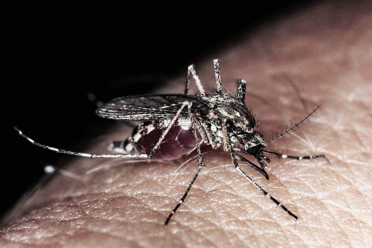 Brote de dengue en secundaria SNTE 1 de Los Mochis; cuatro profesores afectados