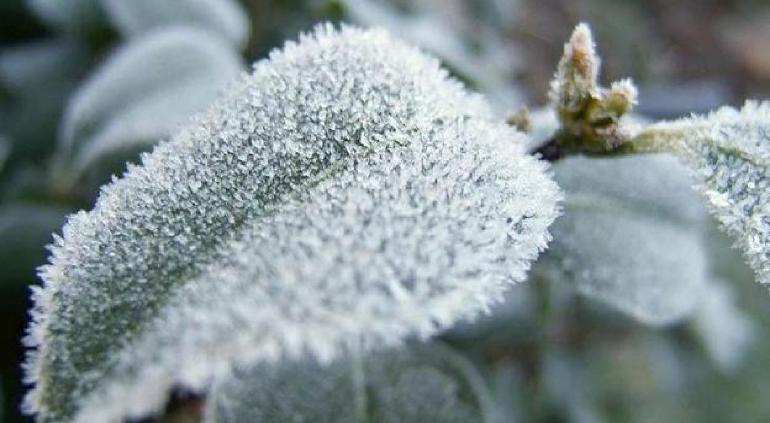 ¡Jacintos congelados! Este fin de semana Surutato registró -0 grados