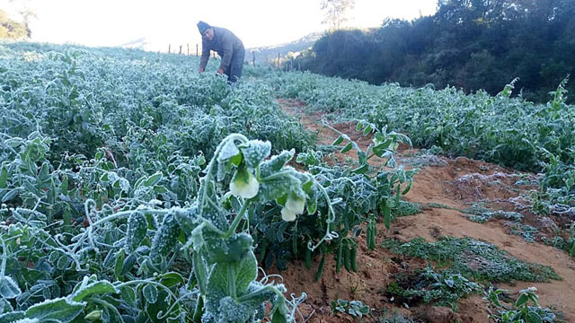 Cae termómetro a 2.2° en zonas del Valle del Carrizo; productores ‘tiemblan’ por sus cultivos