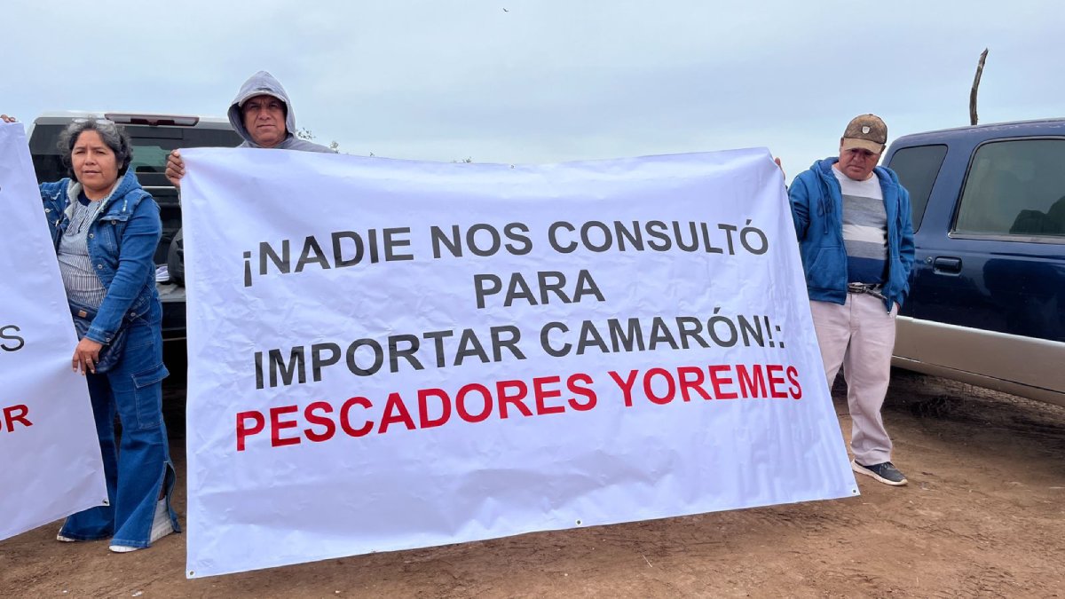 Sin precio ni ventas de camarón pese a decreto de cierre de fronteras, exponen pescadores a Juez Federal